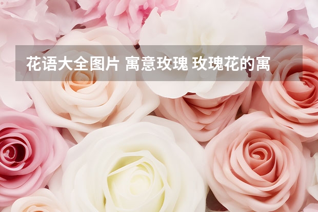 花语大全图片 寓意玫瑰 玫瑰花的寓意和花语