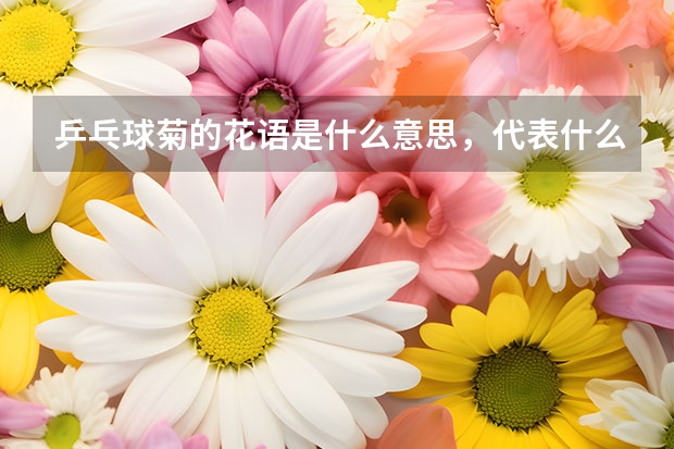 乒乓球菊的花语是什么意思，代表什么寓意