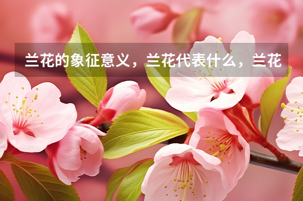 兰花的象征意义，兰花代表什么，兰花花语